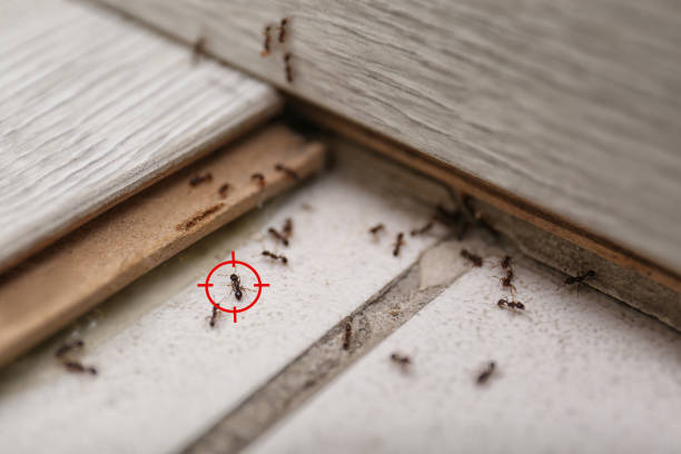 Best Rodent Control Near Me  in Daleville, VA