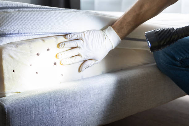 Pest Control Cost in Daleville, VA