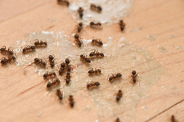 Daleville, VA Pest Control Company